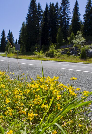 Road with flowers | © villacher-alpenstrasse.at/Kolarik