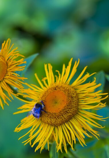 Gelbe Blume mit Hummel | ©  villacher-alpenstrasse.at/Kolarik