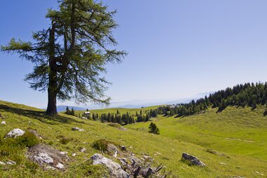 Meadow landscape Villach Alpine Road | © villacher-alpenstrasse.at/Kolarik